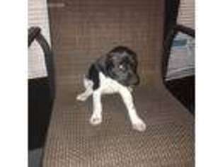 German Shorthaired Pointer Puppy for sale in Lake Panasoffkee, FL, USA