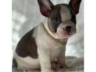 French Bulldog Puppy for sale in Southern Pines, NC, USA