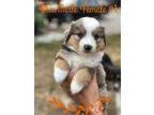 Miniature Australian Shepherd Puppy for sale in Orting, WA, USA