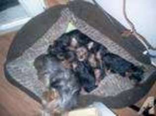 Yorkshire Terrier Puppy for sale in WAPATO, WA, USA