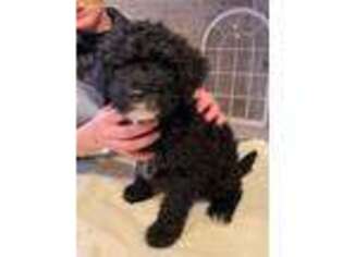 Portuguese Water Dog Puppy for sale in Catonsville, MD, USA