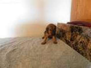 Bloodhound Puppy for sale in Uniontown, PA, USA