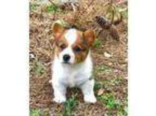 Pembroke Welsh Corgi Puppy for sale in Lockhart, TX, USA