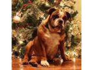 Bulldog Puppy for sale in Hookerton, NC, USA