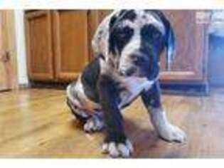 Great Dane Puppy for sale in Carlsbad, NM, USA