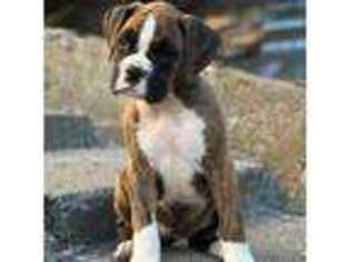 Boxer Puppy for sale in Ellensburg, WA, USA