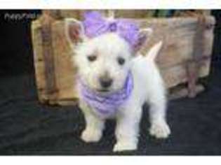 West Highland White Terrier Puppy for sale in Norwood, MO, USA