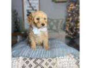 Goldendoodle Puppy for sale in Charlotte, NC, USA