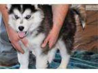 Siberian Husky Puppy for sale in Nashville, TN, USA