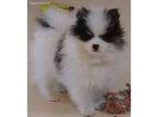Pomeranian Puppy for sale in Tolleson, AZ, USA