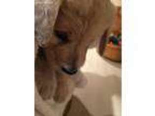 Goldendoodle Puppy for sale in Highland Park, IL, USA