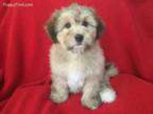Lhasa Apso Puppy for sale in Mashpee, MA, USA