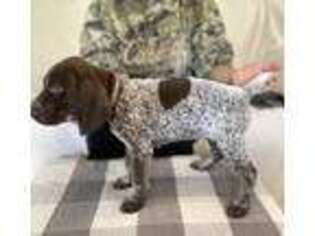 German Shorthaired Pointer Puppy for sale in Newmanstown, PA, USA
