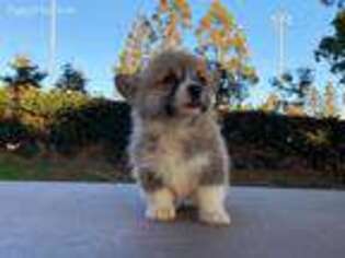 Pembroke Welsh Corgi Puppy for sale in Buena Park, CA, USA