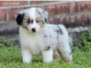Miniature Australian Shepherd Puppy for sale in Palacios, TX, USA