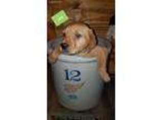 Labrador Retriever Puppy for sale in Huntingburg, IN, USA