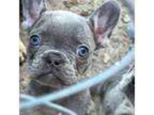 French Bulldog Puppy for sale in Randleman, NC, USA