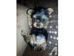 Yorkshire Terrier Puppy for sale in PHENIX CITY, AL, USA
