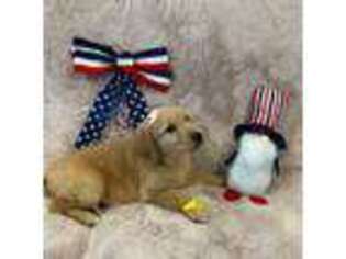 Golden Retriever Puppy for sale in Center Hill, FL, USA