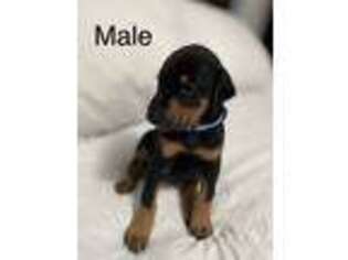 Doberman Pinscher Puppy for sale in Garland, UT, USA