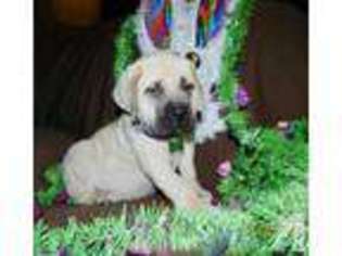 Mastiff Puppy for sale in NEW MARSHFIELD, OH, USA