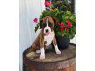 Boxer Puppy for sale in Ligonier, IN, USA