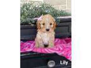 Cavapoo Puppy for sale in Myerstown, PA, USA