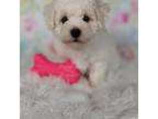 Bichon Frise Puppy for sale in Boyden, IA, USA