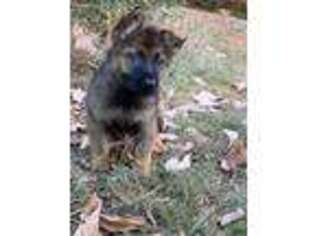 German Shepherd Dog Puppy for sale in Martinsville, VA, USA