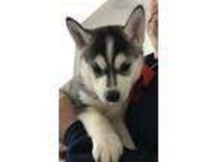 Siberian Husky Puppy for sale in Beach City, OH, USA