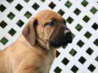 Boerboel Puppy for sale in Kirkwood, PA, USA