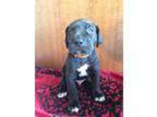 Great Dane Puppy for sale in Riverview, FL, USA
