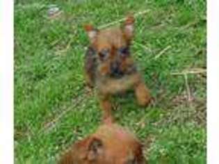 Australian Terrier Puppy for sale in Alton, MO, USA