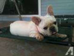 French Bulldog Puppy for sale in BEN WHEELER, TX, USA