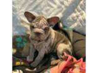 French Bulldog Puppy for sale in Junction City, OR, USA