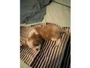Cavalier King Charles Spaniel Puppy for sale in Yantis, TX, USA