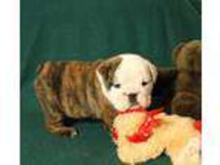 Bulldog Puppy for sale in ALLEGAN, MI, USA