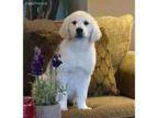 Mutt Puppy for sale in Carthage, TN, USA