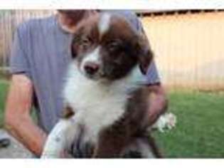 Australian Shepherd Puppy for sale in Rineyville, KY, USA
