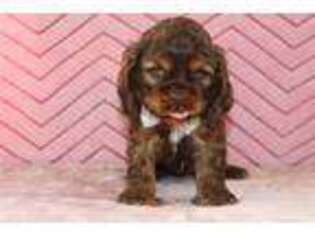 Cocker Spaniel Puppy for sale in South Bend, IN, USA