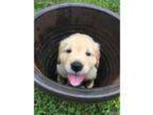 Golden Retriever Puppy for sale in Archbald, PA, USA