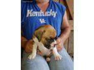 Boxer Puppy for sale in Campton, KY, USA
