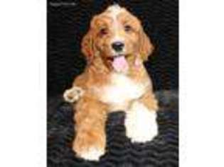 Goldendoodle Puppy for sale in Albion, NY, USA
