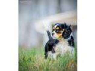 Cavalier King Charles Spaniel Puppy for sale in Woodbury, TN, USA