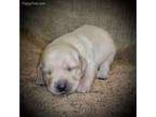 Labrador Retriever Puppy for sale in Dublin, TX, USA