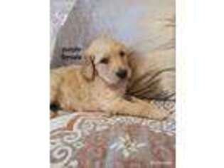 Goldendoodle Puppy for sale in Lexington, NC, USA