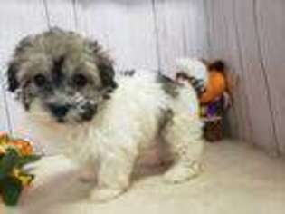 Havanese Puppy for sale in Mount Vernon, IL, USA