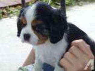 Cavalier King Charles Spaniel Puppy for sale in LANSDALE, PA, USA