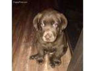Labrador Retriever Puppy for sale in Four Oaks, NC, USA