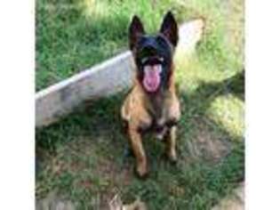 Belgian Malinois Puppy for sale in Copperas Cove, TX, USA
